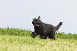BOUVIER DES FLANDRES 053